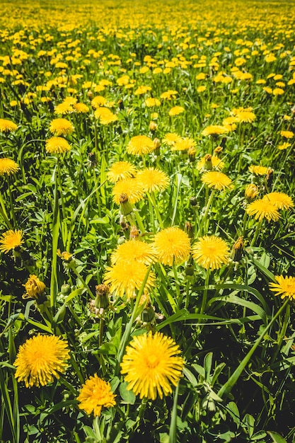 Field of green grass with dandelions