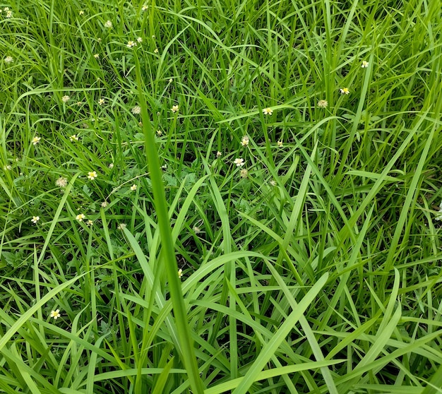 A field of green grass with a few small white flowers.