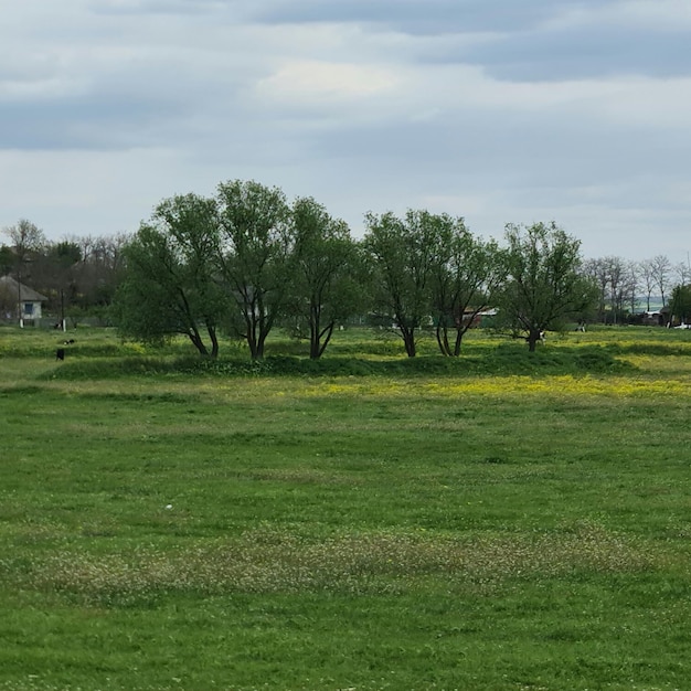 A field of green grass with a house in the background