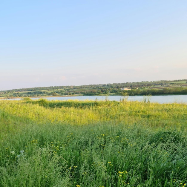 A field of green grass with a lake in the background.