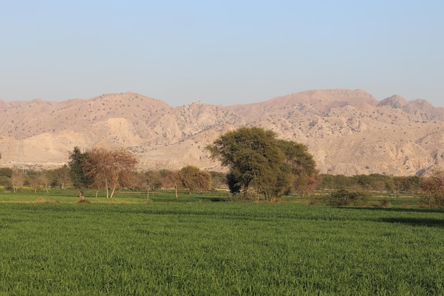 Foto un campo di erba verde con le montagne sullo sfondo