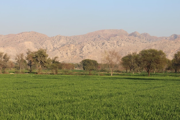 A field of green grass with mountains in the background