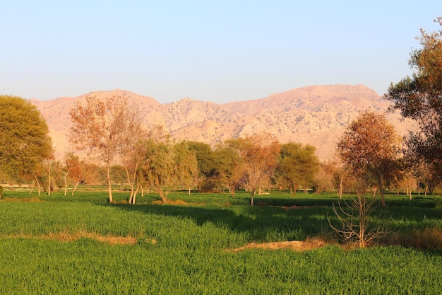 A field of green grass with mountains in the background