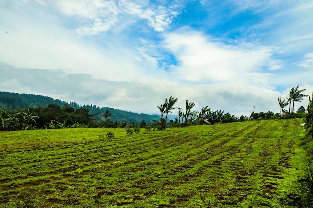 A field of green grass with mountains in the background