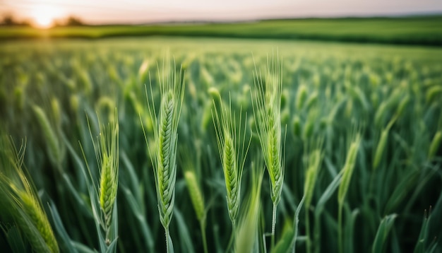 A field of green grass with sunlight shining on it