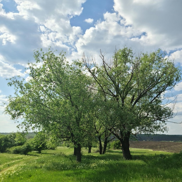 A field of green grass with trees and a cloudy sky