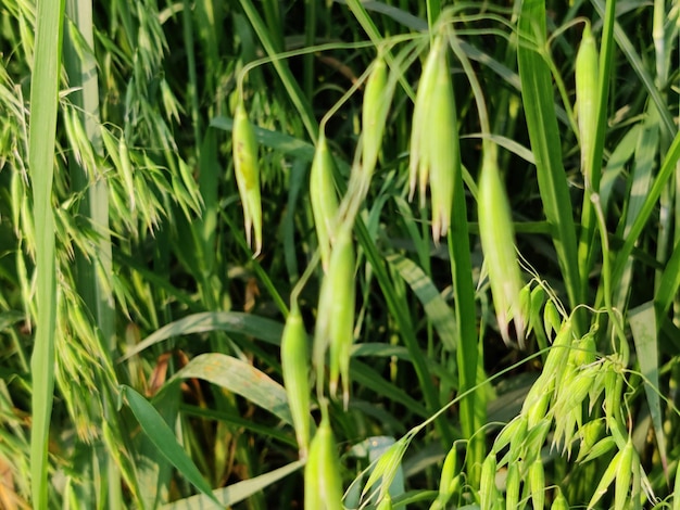 A field of green grass with the word oats on it