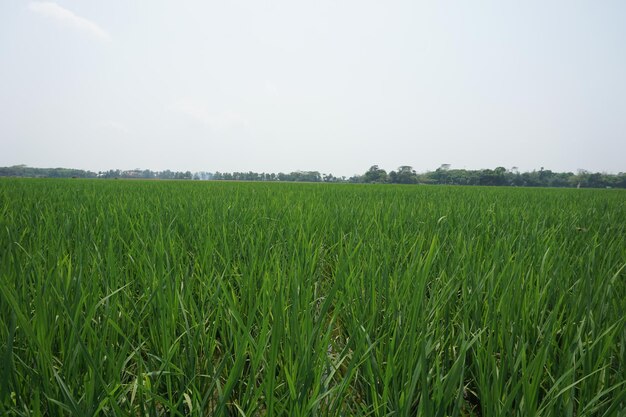 a field of green grass with the word  rice  on the top
