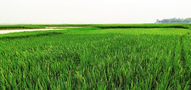 A field of green grass with the word salt on it