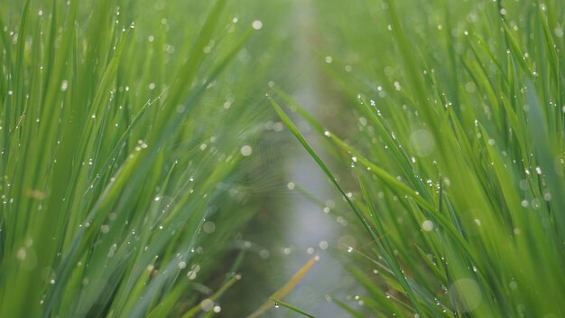 A field of green grass with the word water on the bottom right