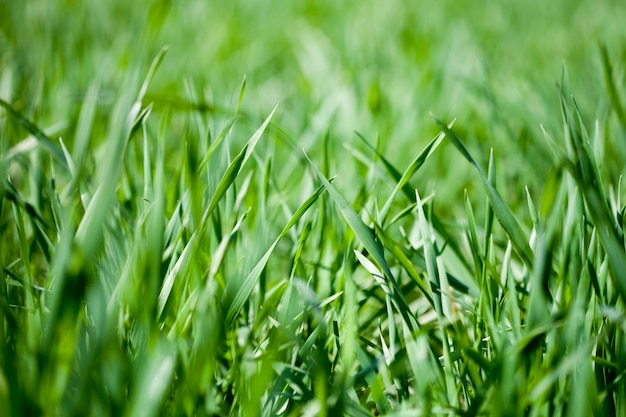 Field of green grass