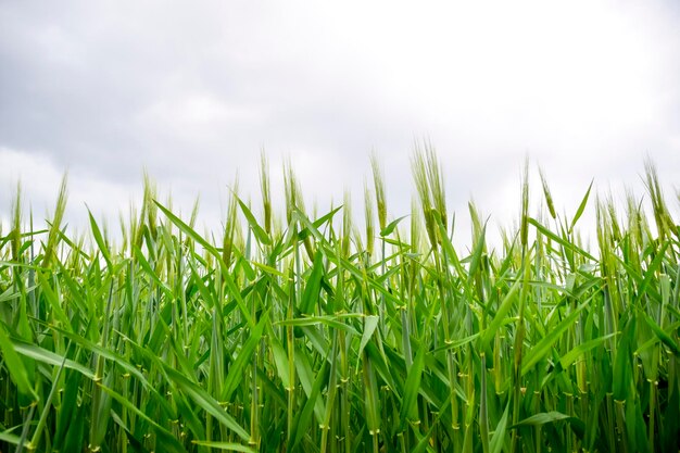 field of green immature barley Spikelets of barley The field is barley Rural landscape