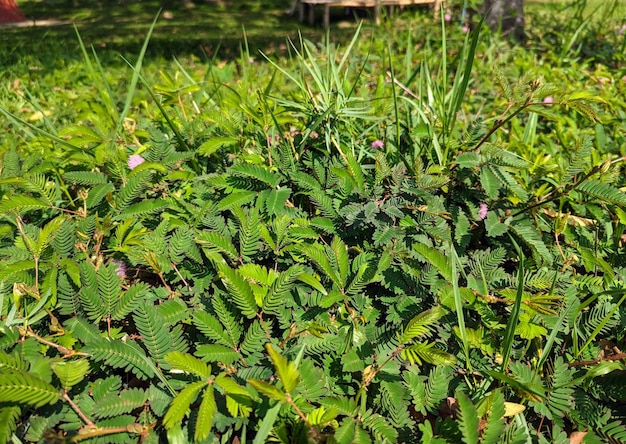 A field of green mimosa arenosa plants