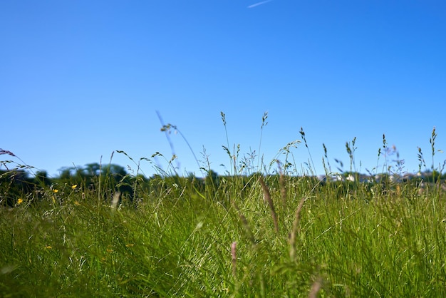 Field green plants blue sky in background