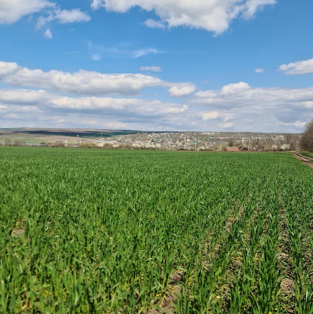 A field of green plants with a blue sky in the background.