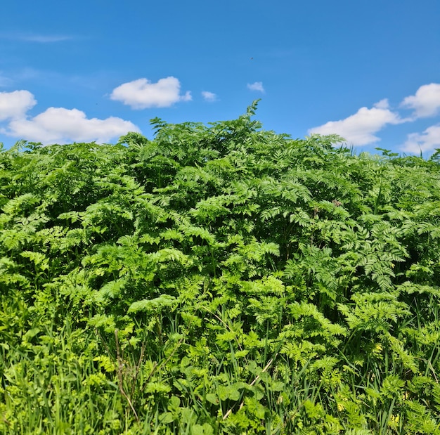 青い空を背景にした緑の植物畑。