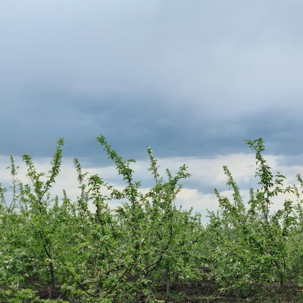 A field of green plants with a cloudy sky in the background.