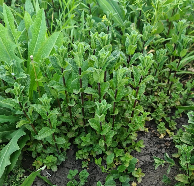 背景に植物の葉を持つ緑の植物のフィールド。