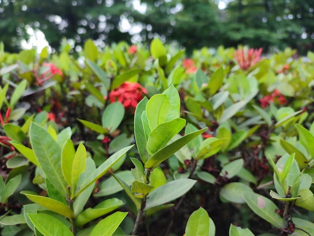 背景に赤い花を持つ緑の植物のフィールド。