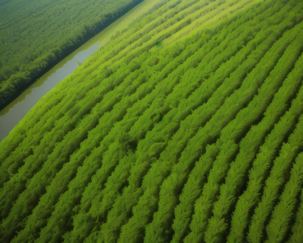 A field of green plants with a river in the background