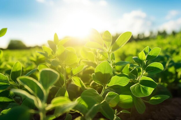 Photo a field of green plants with the sun shining behind them