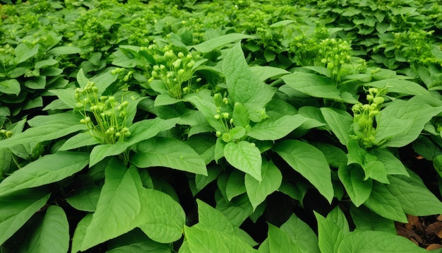 黄色い花をつけた緑の植物の畑