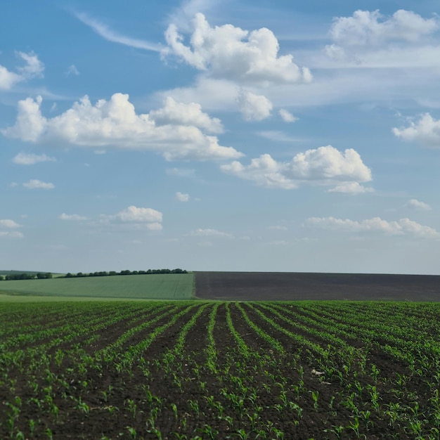 A field of green plants