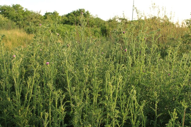 Photo a field of green plants