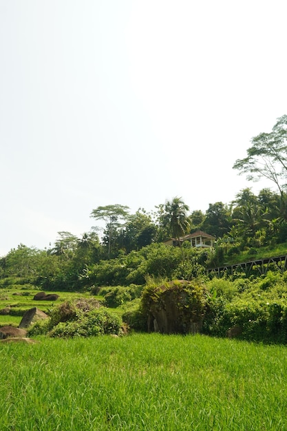 Foto un campo di piante di riso verde con un albero sullo sfondo