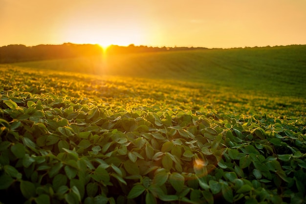field of green soybeans hills in the evening warm rays of the sunset