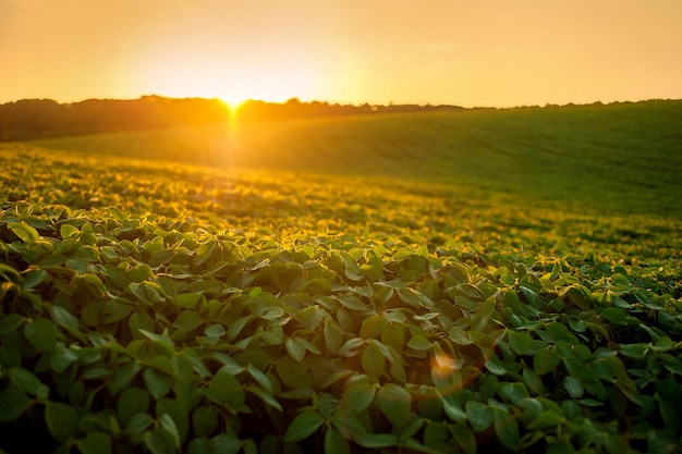 Field of green soybeans hills in the evening warm rays of the sunset