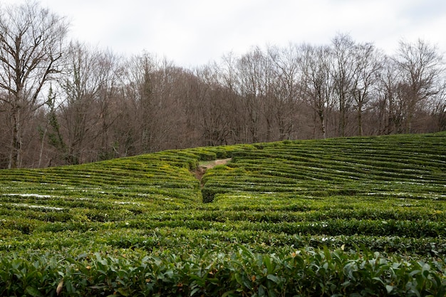 Field of green tea, snow is visible on some bushes. The northernmost tea plantation in the world, Russia, Sochi, Matsesta