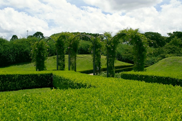 a field of green tea with trees in the background