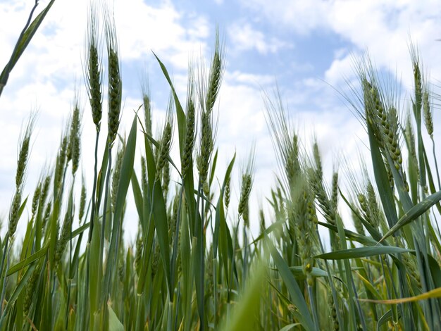Зеленое пшеничное поле на фоне ясного неба