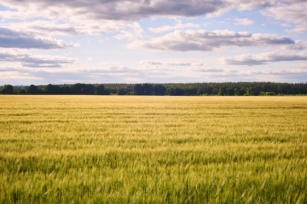 Field of green wheat and colorful sunset.