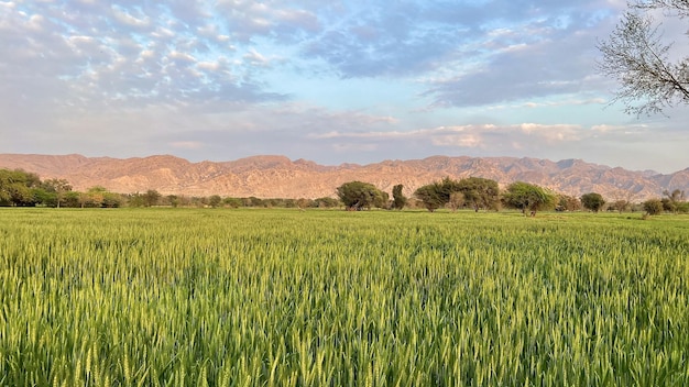 A field of green wheat in the desert