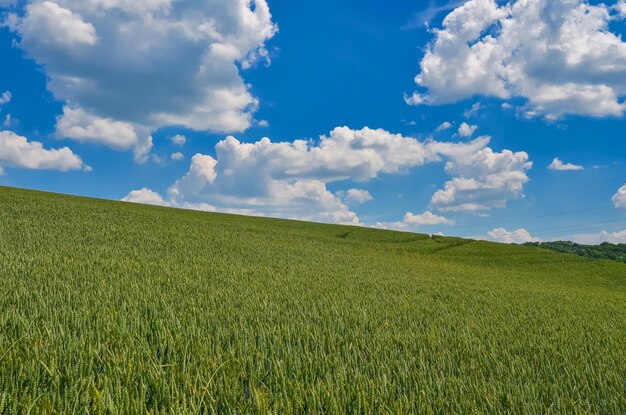 Поле зеленой пшеницы на фоне неба Природа фоновое изображение