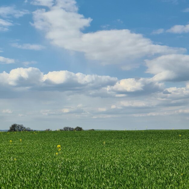 A field of green wheat with a blue sky and clouds