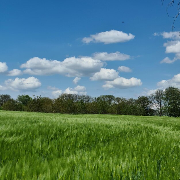 A field of green wheat with a blue sky and clouds