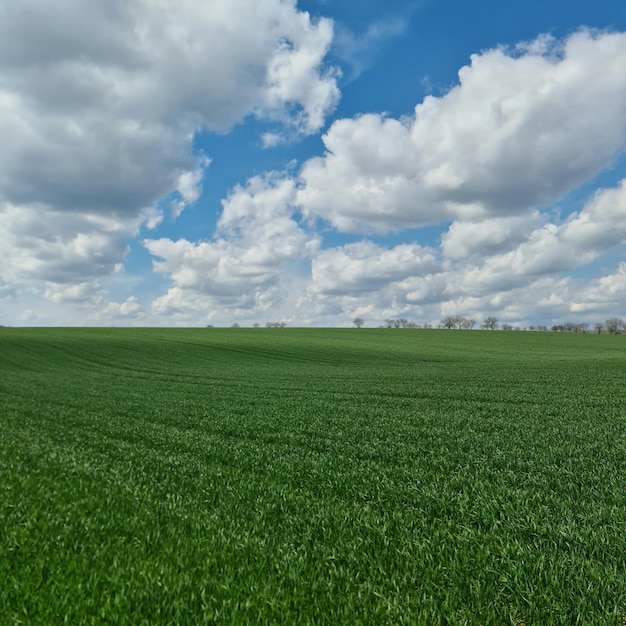 A field of green wheat with a blue sky and clouds