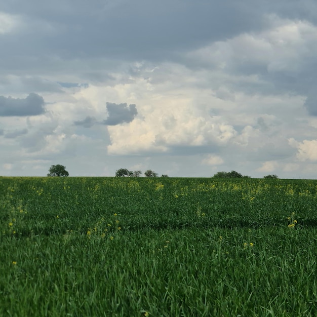 Поле зеленой пшеницы с облачным небом на заднем плане.