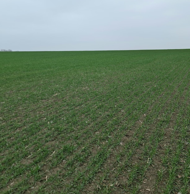 A field of green wheat with a grey sky in the background