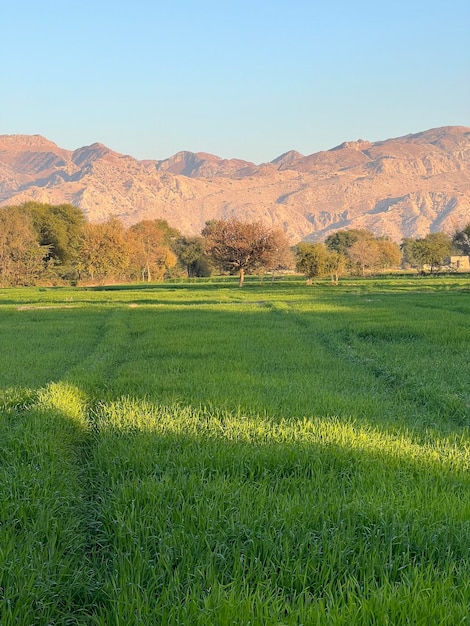 A field of green wheat with mountains in the background