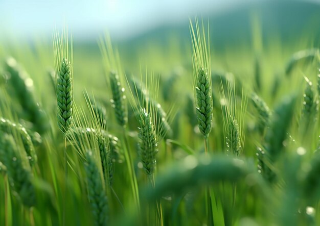 A field of green wheat with the sun shining on it