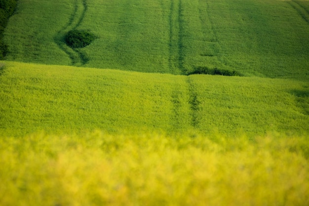 A field of green wheat with a tree in the middle.