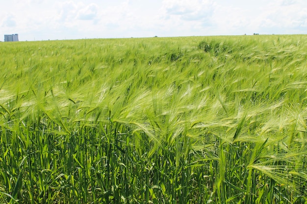 Поле зеленой пшеницы