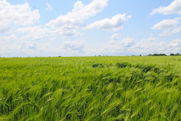 Field of green wheat