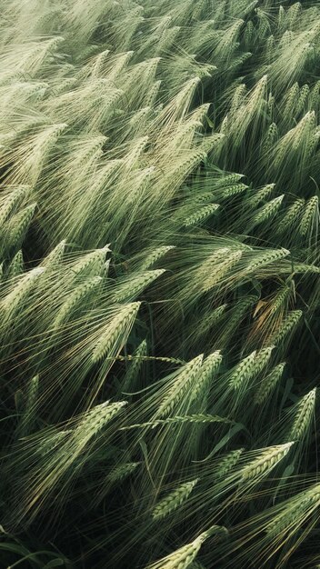 Photo a field of green wheat