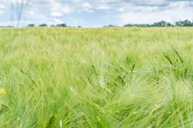 Field of growing green barley with many spikelets close up