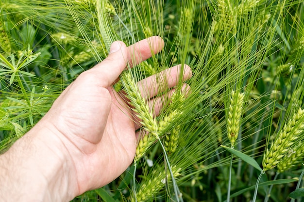 Field of growing green barley with many spikelets in hand